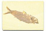 Detailed Fossil Fish (Knightia) - Wyoming #379306-1